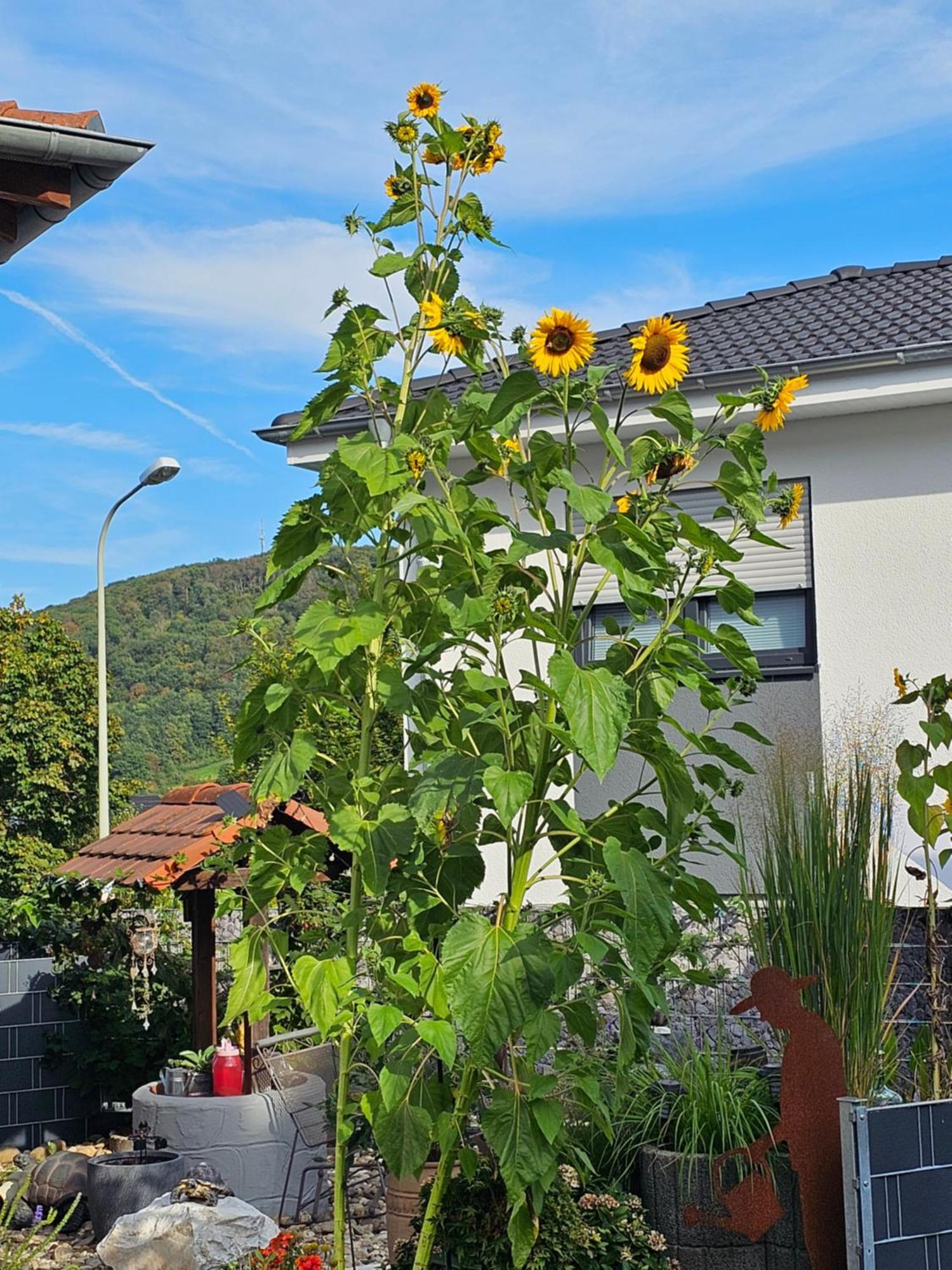 Ferienwohnung Otschik Glan-Munchweiler Exterior foto